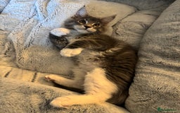 Maine Coon cats for sale: Blue Maine coon boy  - Image 6