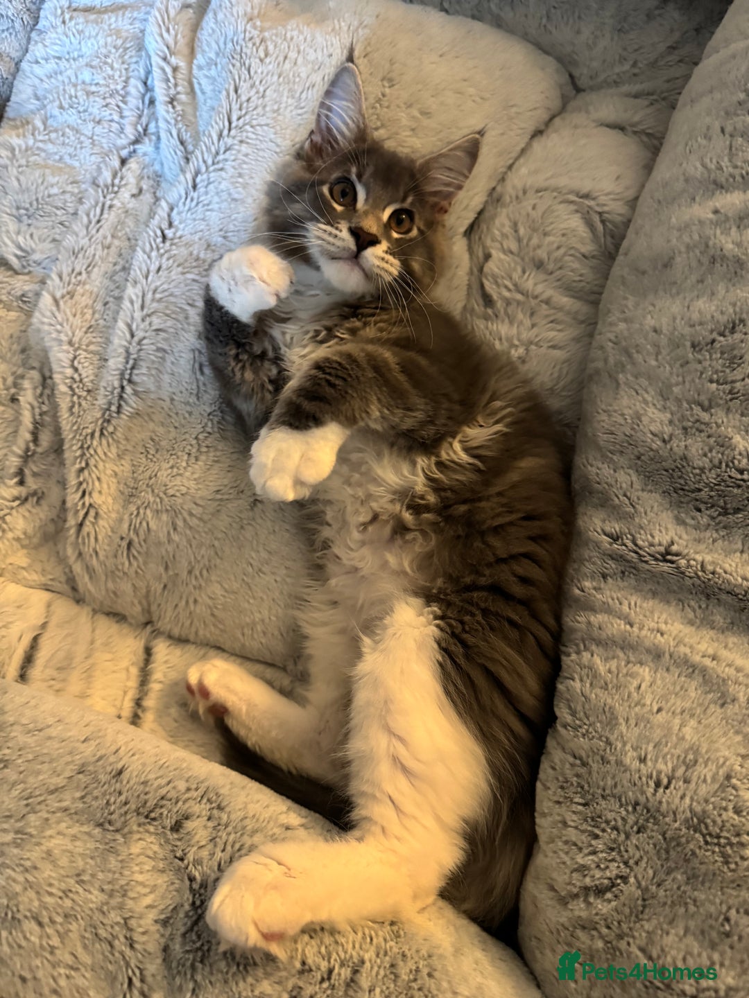 Maine Coon cats for sale: Blue Maine coon boy  - Image 6