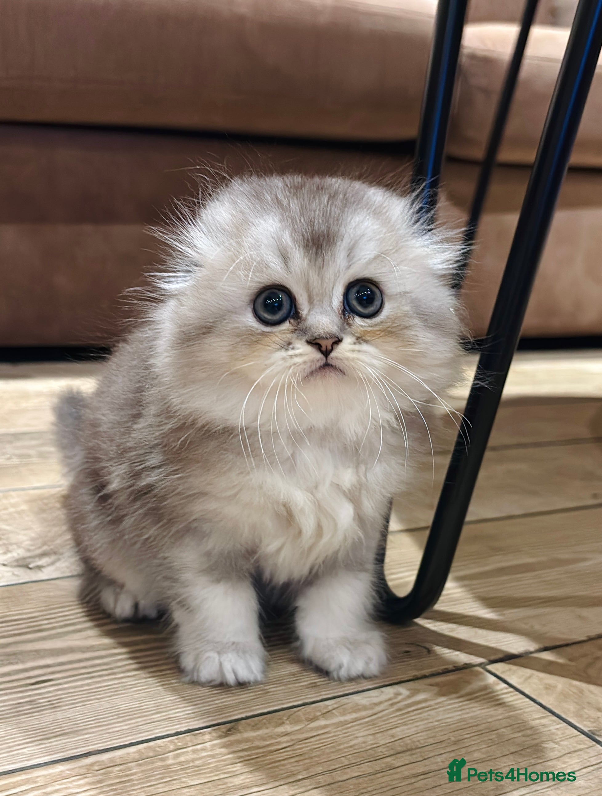 Scottish Fold cats 🌟🌟🌟🌟🌟Pedigree Scottish Fold Kittens - Advert 1