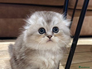 Scottish Fold cats 🌟🌟🌟🌟🌟Pedigree Scottish Fold Kittens - Advert 1