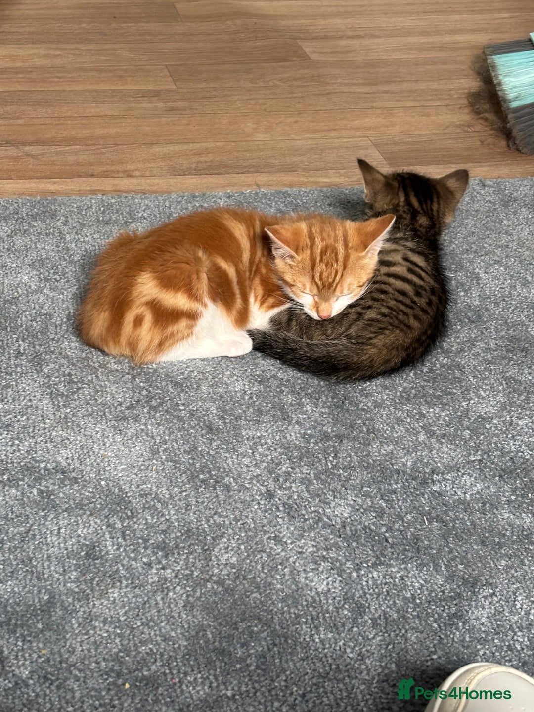 Mixed Breed cats for sale: 2 male cats  - Image 15
