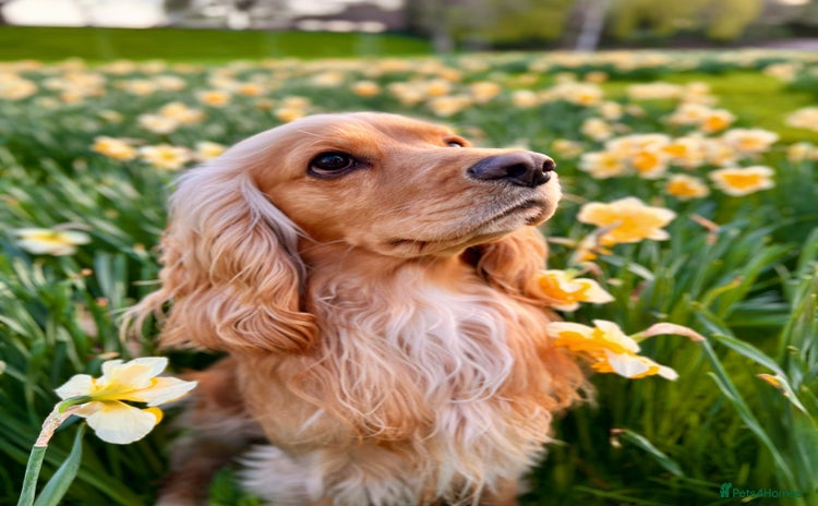 Cocker Spaniel dogs - Advert 1