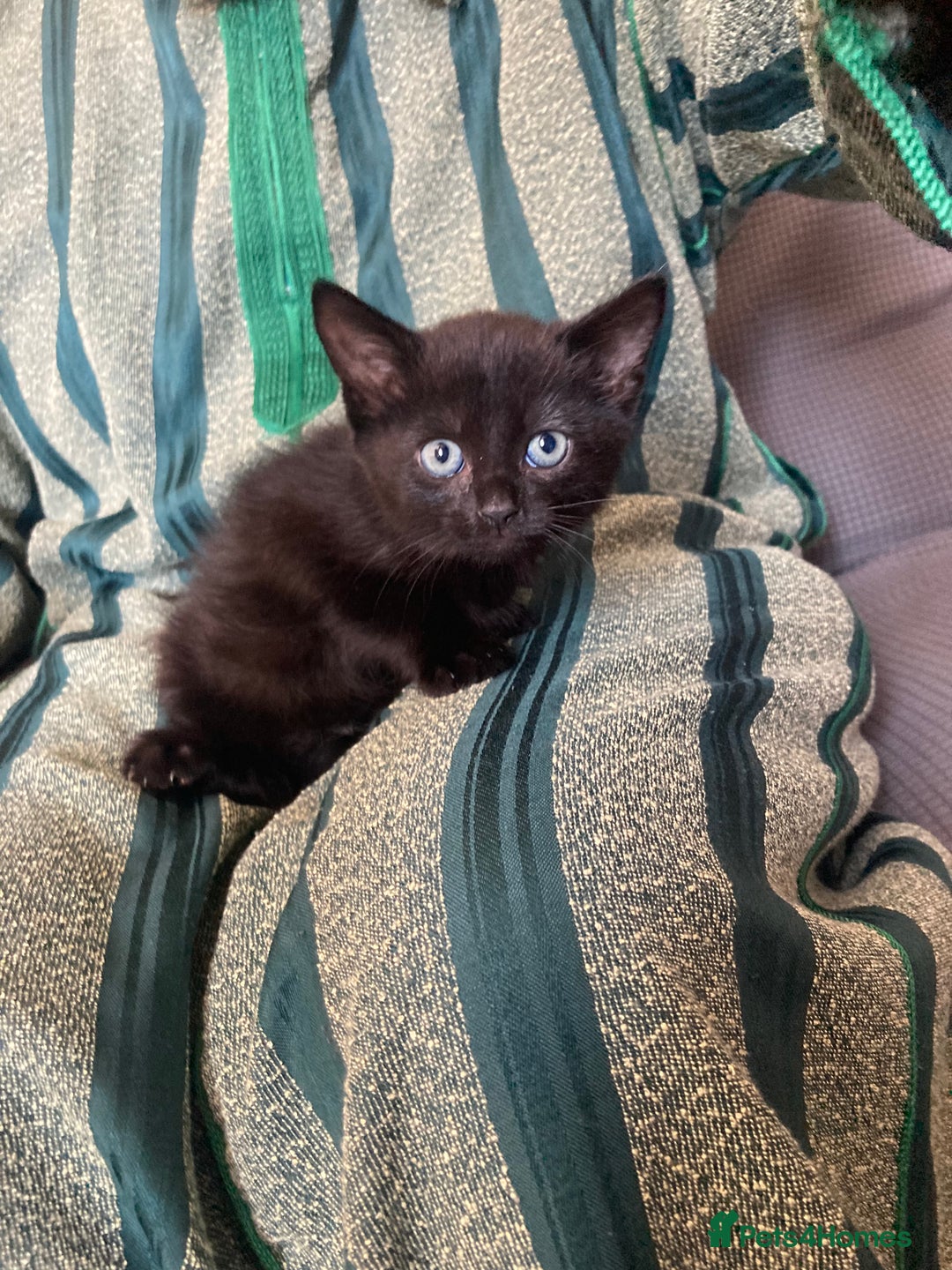 Turkish Angora cats for sale: 3 beautiful kittens ready to find a loving home  - Image 8