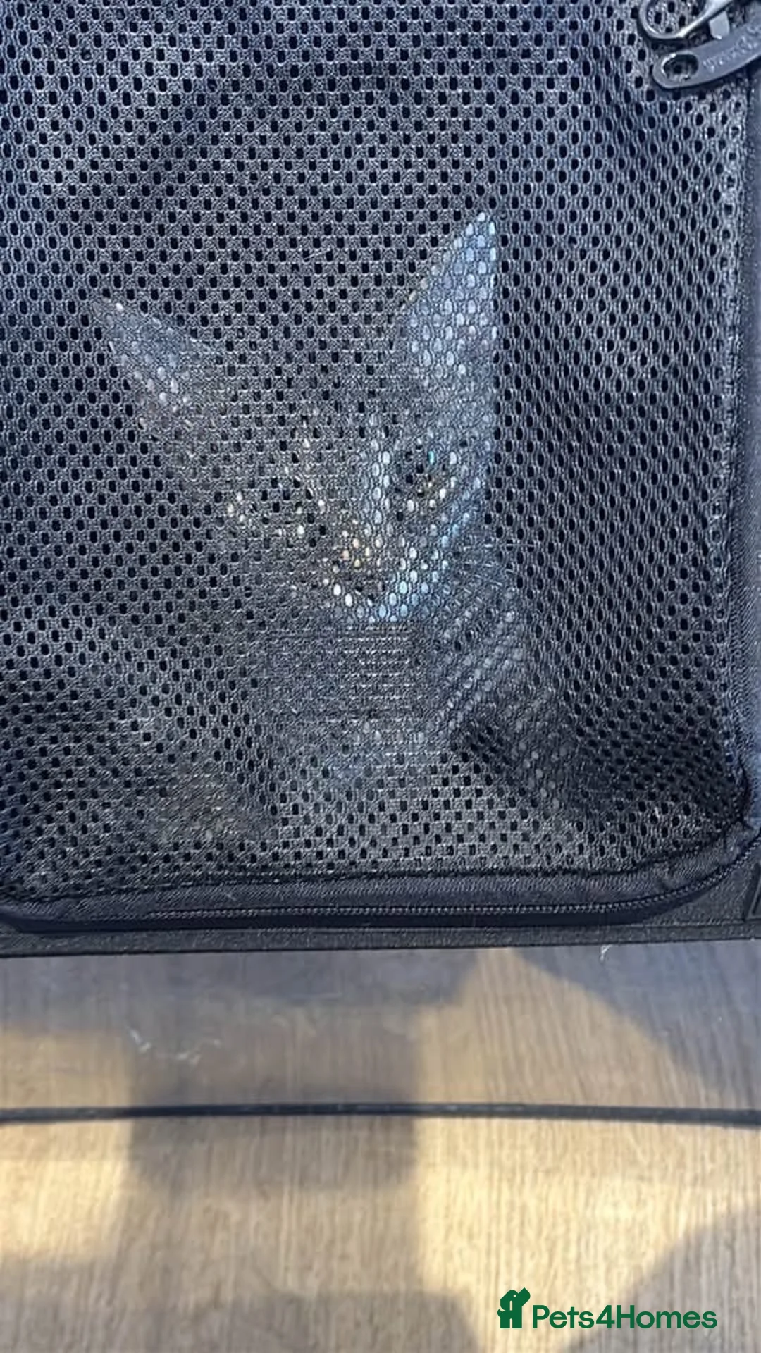 Domestic Shorthair cats for sale: Ozzy Domestic Shorthair X Maine Coon  in Peterborough - Advert 4