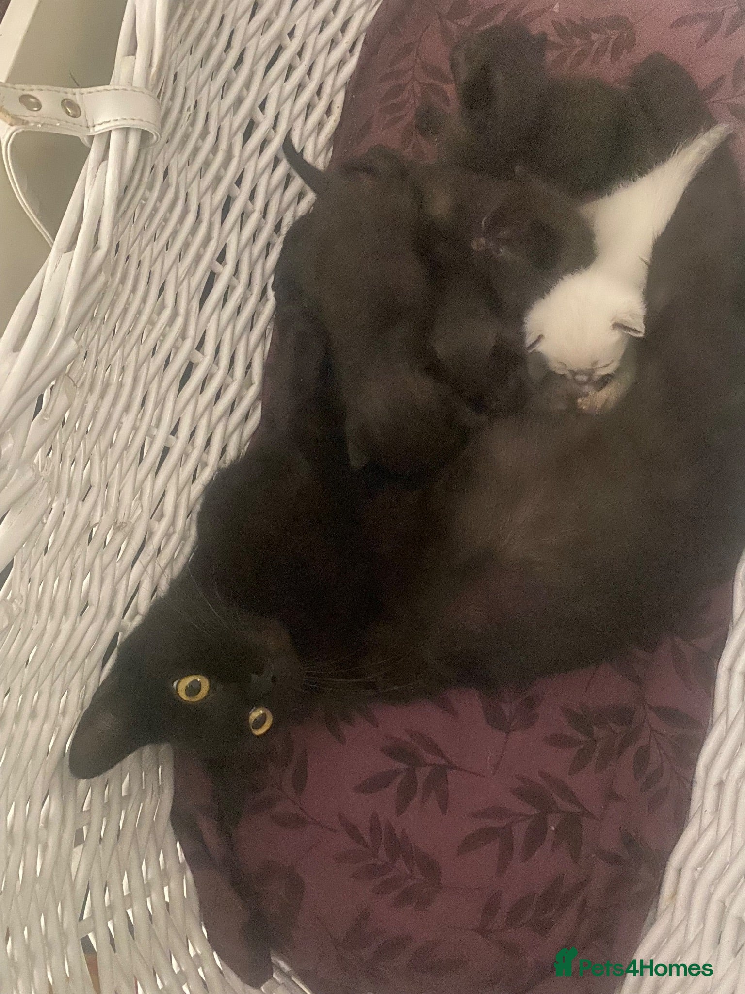Mixed Breed cats 6 gorgeous kittens - Advert 15