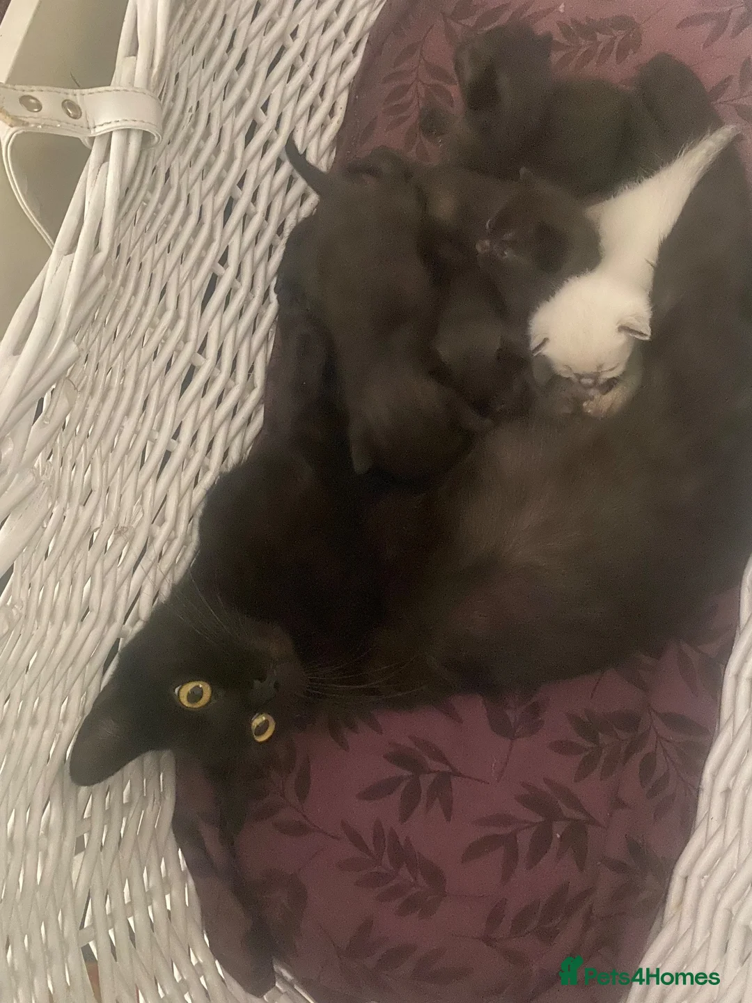 Mixed Breed cats for sale: 6 gorgeous kittens in Sheerness - Advert 1