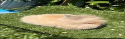 Lionhead rabbits for sale: Double Main Lionhead Bunnies - Boys & Girls - Advert 6