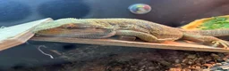 Bearded Dragon reptiles for sale: Bearded Dragon + Full Vivarium Setup  in Stirling - Advert 8