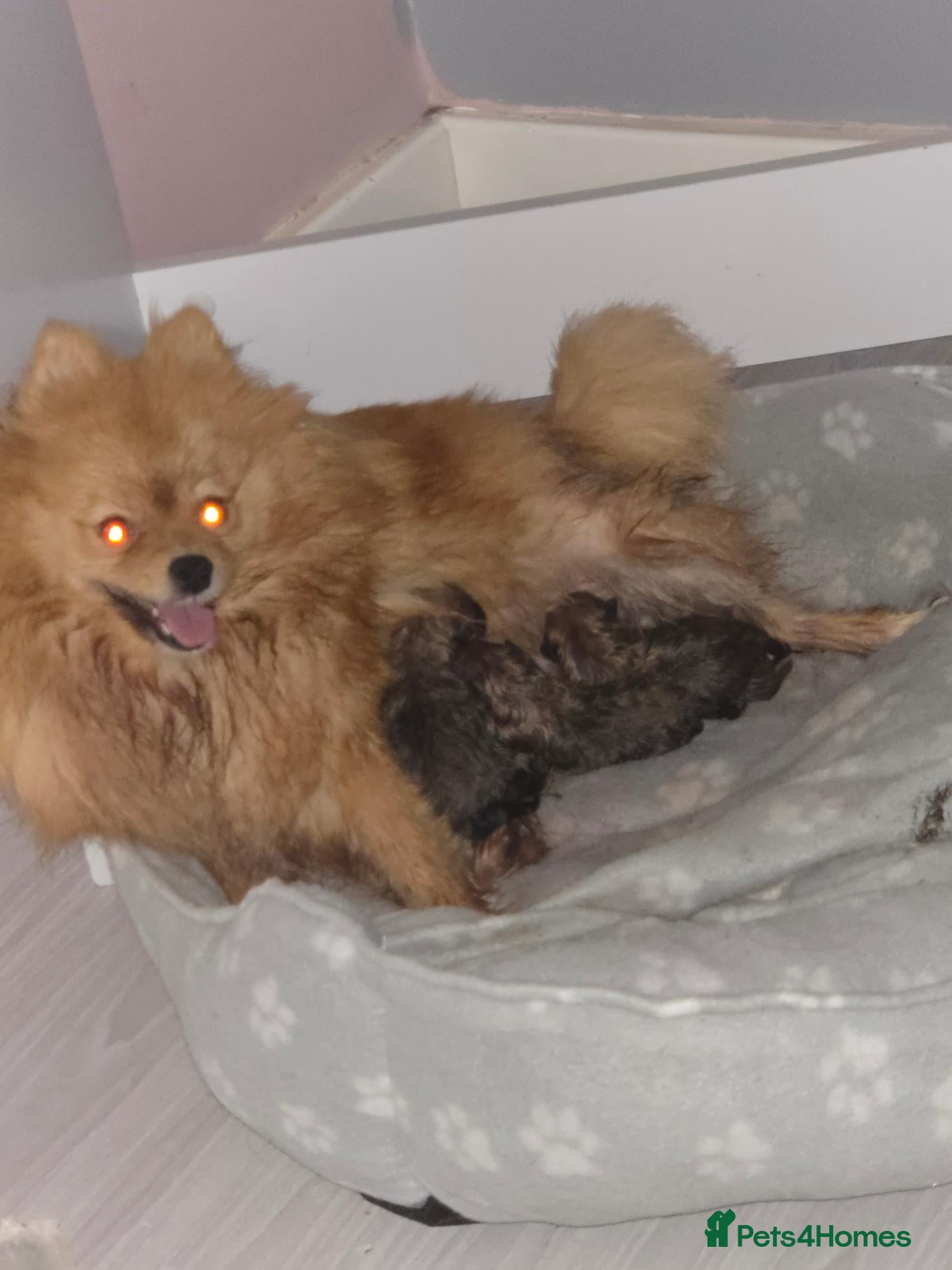 Pomeranian dogs for sale: 🐶 Beautiful Pomeranian Puppies Ready December - Advert 1