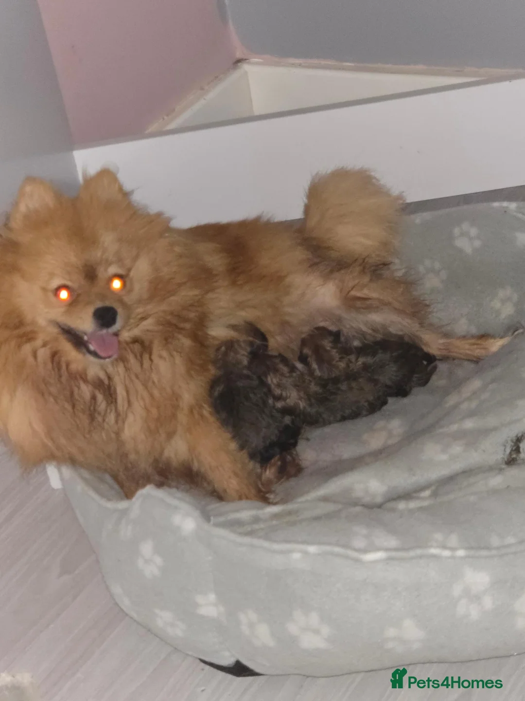 Pomeranian dogs for sale: 🐶 Beautiful Pomeranian Puppies Ready December - Advert 1