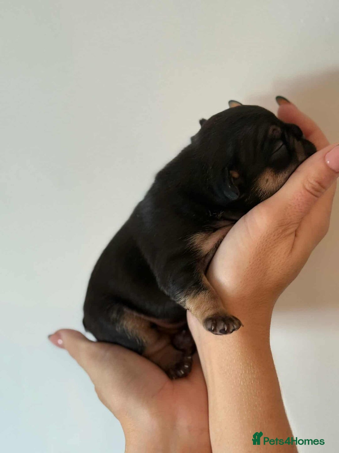 French Bulldog dogs for sale: French Bulldog Puppies - Image 7