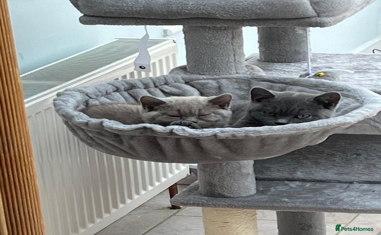 British Shorthair cats - Advert 1