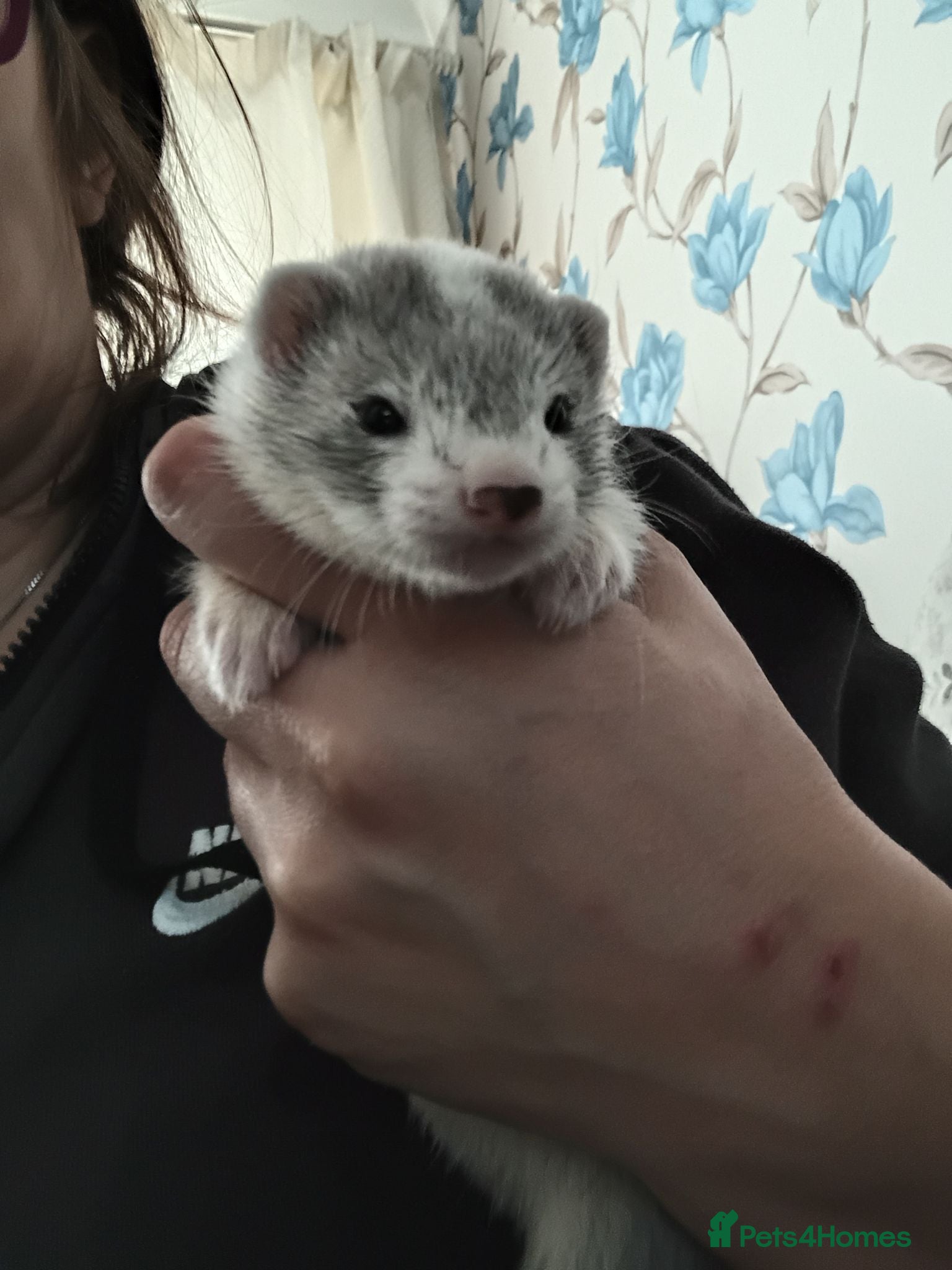 Ferret rodents Baby ferrets ready in 8 weeks  - Advert 23