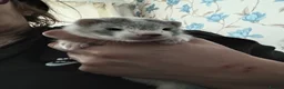 Ferret rodents for sale: Baby ferrets ***NOW RESERVED*** - Advert 1
