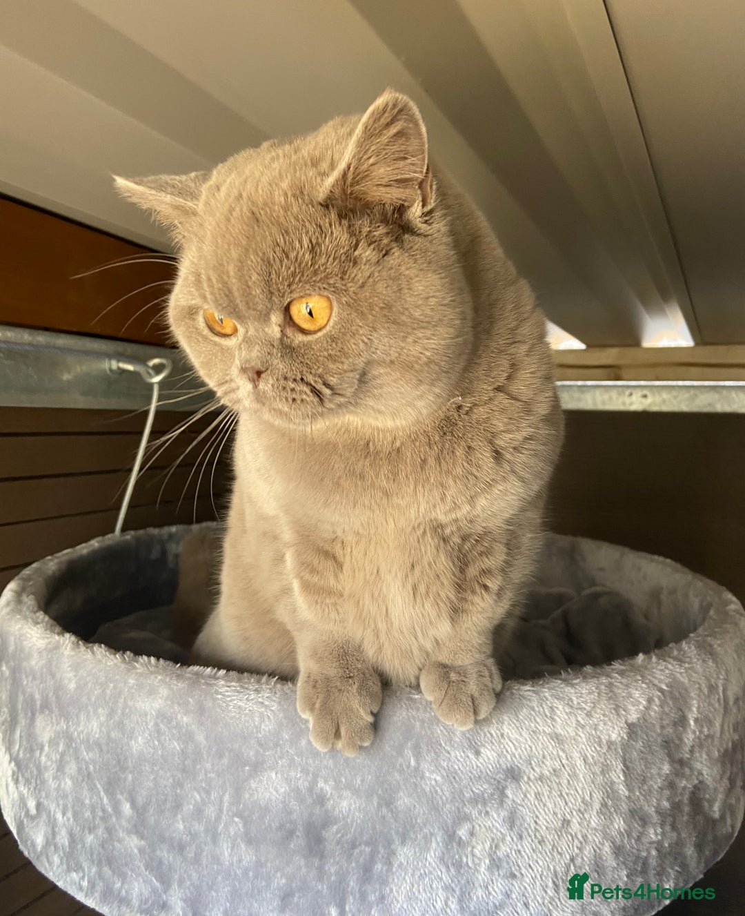 British Shorthair cats for sale:  Lilac British Shorthair Unneutered Male - Image 5