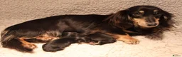 Miniature Dachshund dogs for sale: 5*Licensed+KCreg+PRAClear+Vetchecked+BLACK&CREAM - Advert 11