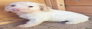 Cockapoo 2