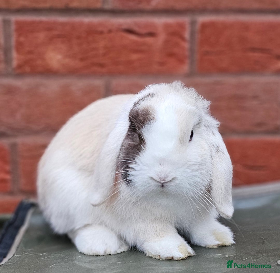 Mini Lop rabbits for sale: Mini Lop Buck  - Image 2