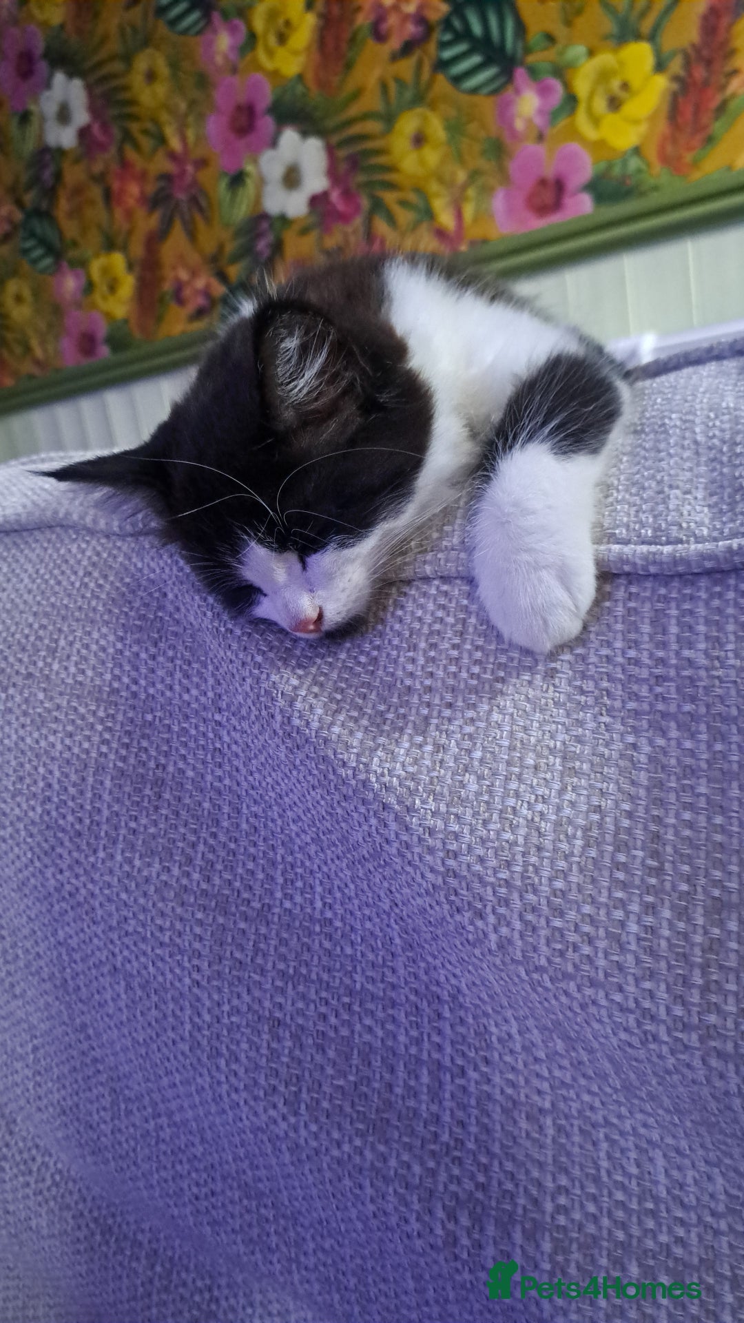 British Longhair cats for sale: Beautiful long haired kitten - Image 2