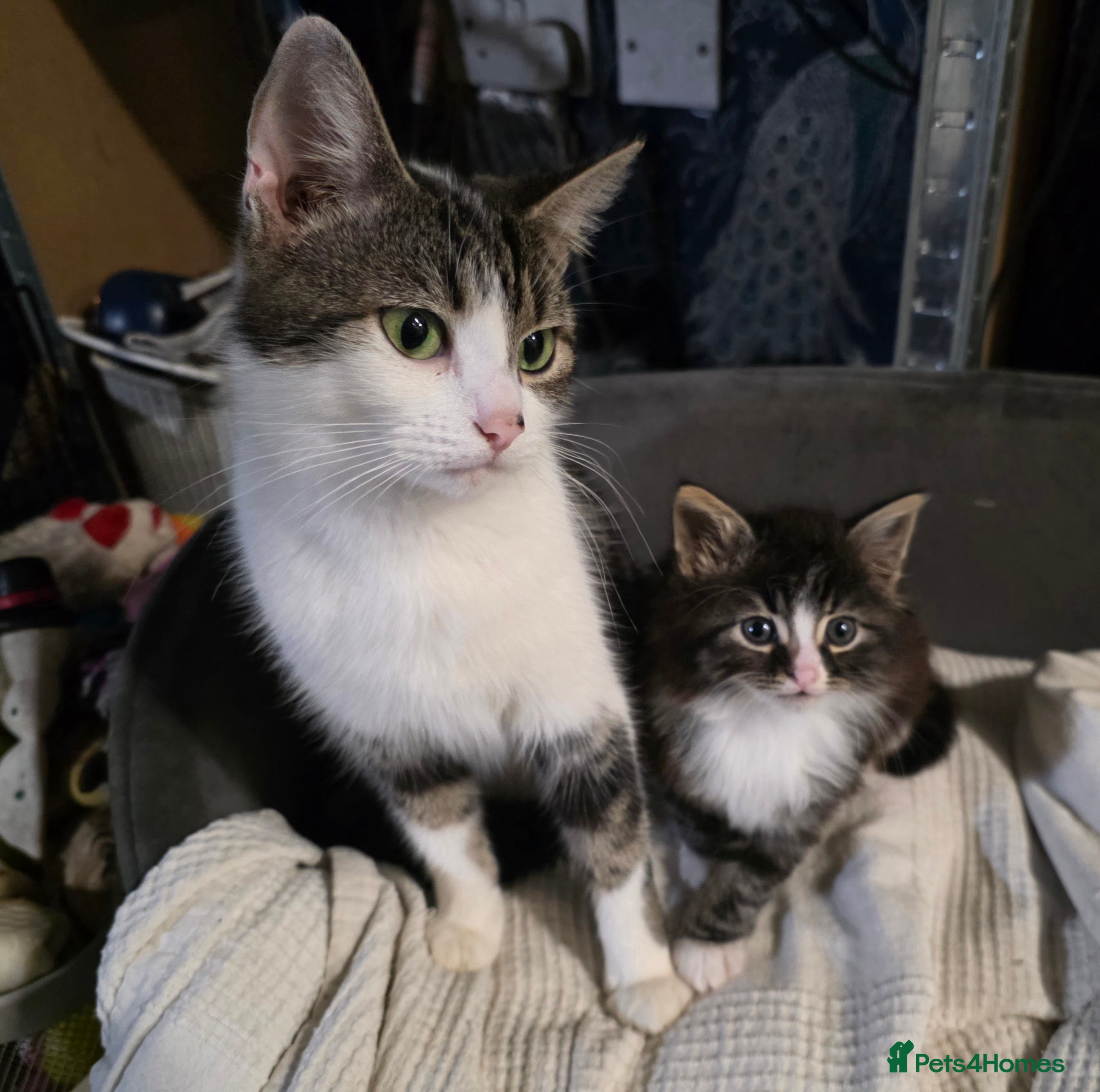 Mixed Breed cats Beautiful valentines twins Romeo and Juliet  - Advert 2