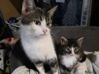 Mixed Breed cats Beautiful valentines twins Romeo and Juliet - Advert 1