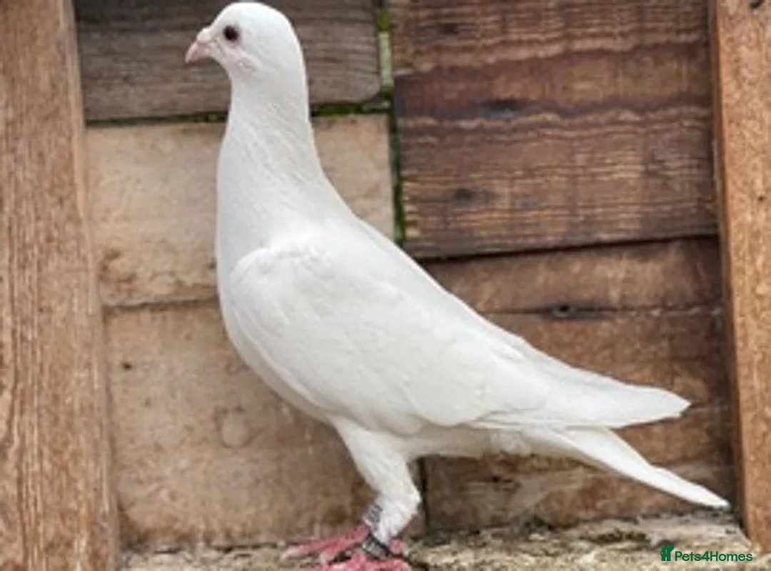 Pigeons birds for sale: WHITE RACING PIGEON  - Advert 2