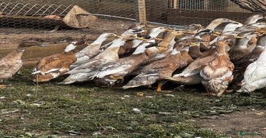 Ducks poultry - Advert 16