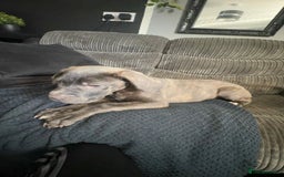 Cane Corso dogs for sale: Cane corso puppy - Image 2
