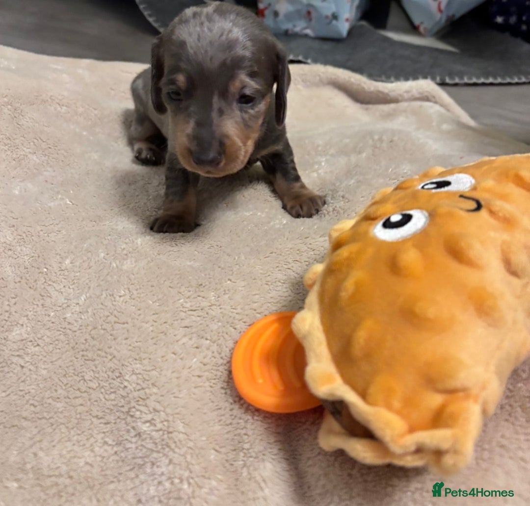 Miniature Dachshund dogs for sale: 6 Miniature dacshund puppies  - Advert 16