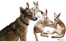 Saarloos Wolfdog dogs for sale: Wolfdog puppies. 1 boy, 2 girls available  in Wigan - Image 34