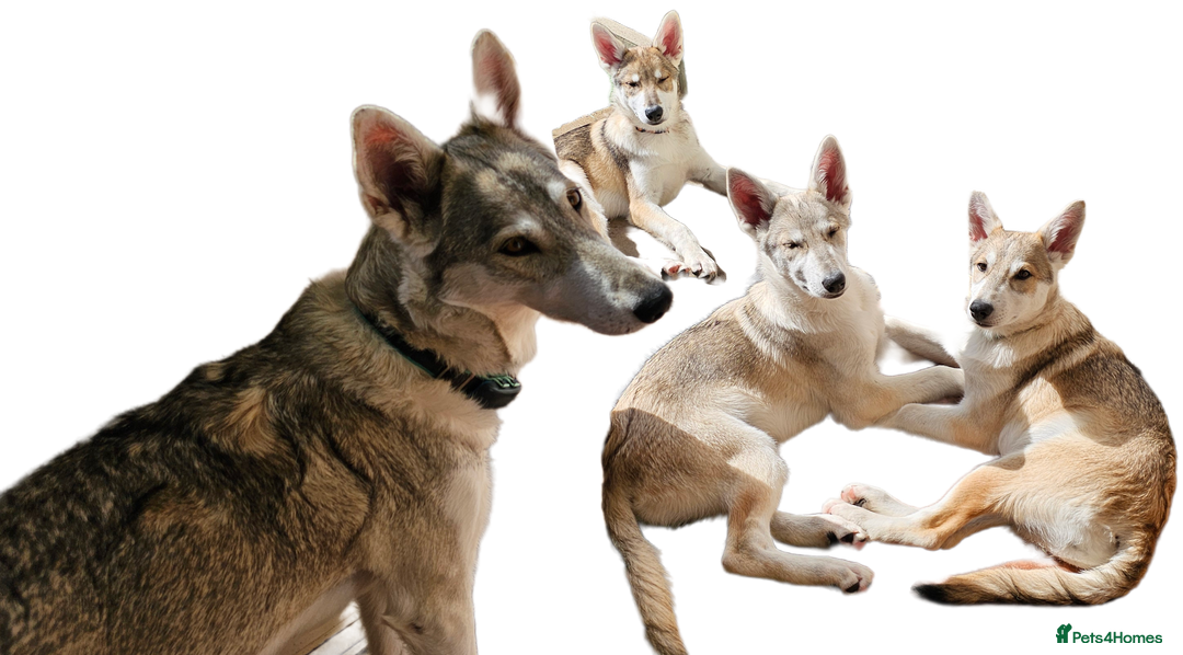 Saarloos Wolfdog dogs for sale: Wolfdog puppies. 1 boy, 2 girls available  in Wigan - Image 34