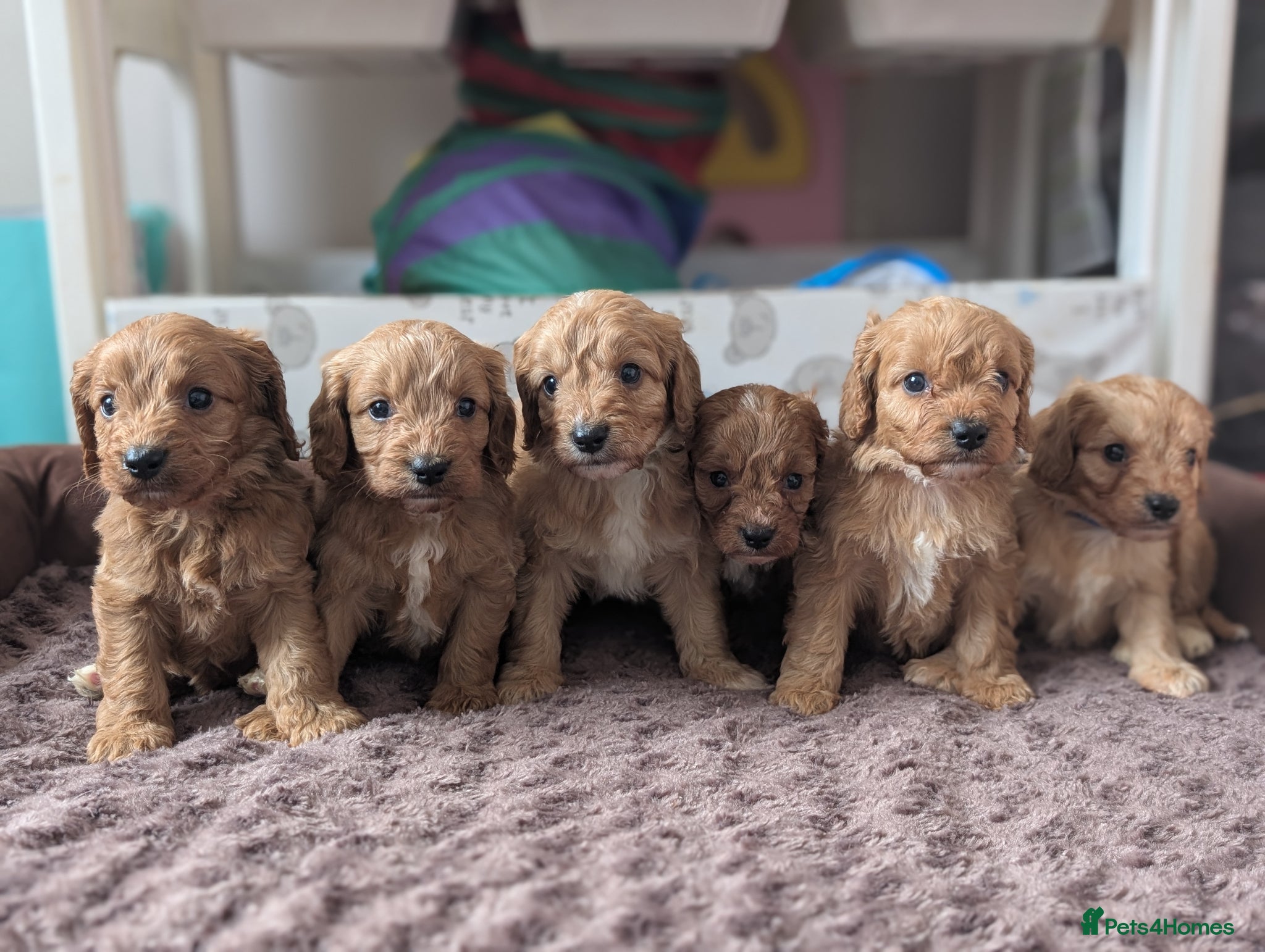 Cavapoo dogs ⭐⭐⭐⭐⭐ F1 Cavapoo puppies Health tested parents.  - Advert 2