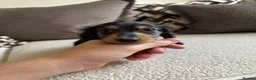 Miniature Dachshund dogs for sale: Miniature Long Haired Dachshund Puppies Available! - Advert 7