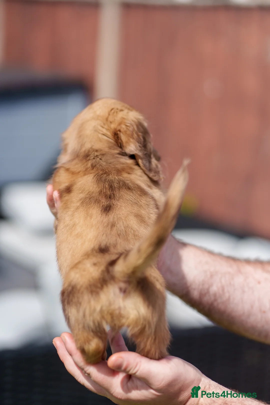 Miniature Dachshund dogs for sale: 🐾 MINIATURE LONG HAIRED DACHSHUND PUPPIES 🐾 - Advert 18