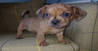 Mixed Breed dogs - Advert 8