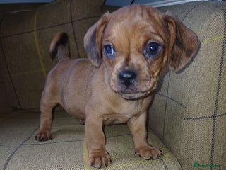 Mixed Breed dogs - Advert 31