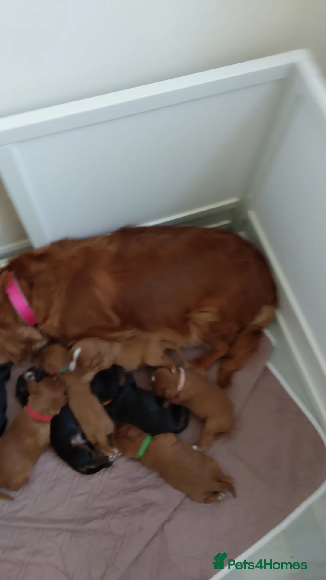 Cavalier King Charles Spaniel dogs for sale: 100% cavalier king charles spaniels for sale in Thornton-Cleveleys - Advert 20
