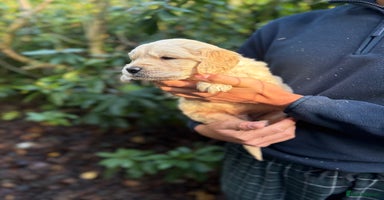 Golden Retriever dogs Four gorgeous boys available  - Advert 6