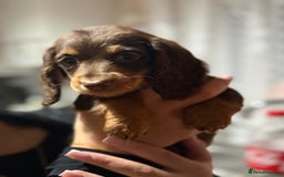 Miniature Dachshund dogs for sale: Longhair miniature Duchshund 🩵1boy 1girl left🩷 - Advert 14
