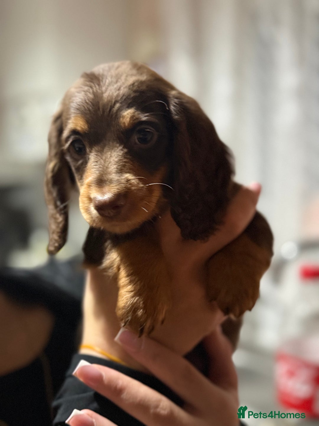 Miniature Dachshund dogs for sale: Longhair miniature Duchshund 🩵1boy 1girl left🩷 - Advert 14