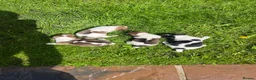 Jack Russell dogs for sale: Jack Russell Terrier 4 pedigree puppies in Newcastle upon Tyne - Advert 2