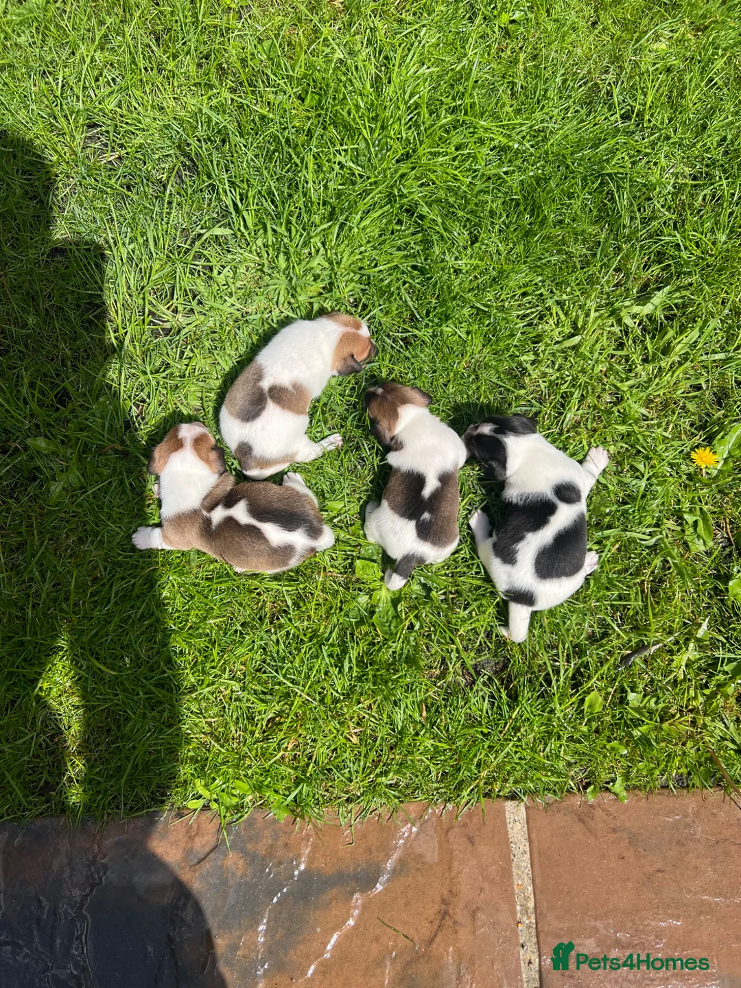 Jack Russell dogs for sale: Jack Russell Terrier 4 pedigree puppies in Newcastle upon Tyne - Advert 2