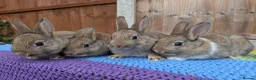 Mixed Breed rabbits for sale: Netherland Dwarf x Mini Rex Babies - Advert 10