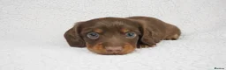 Miniature Dachshund dogs for sale: 1 Left KC REGISTERED MINIATURE DACHSHUND PUPPIES - Advert 14
