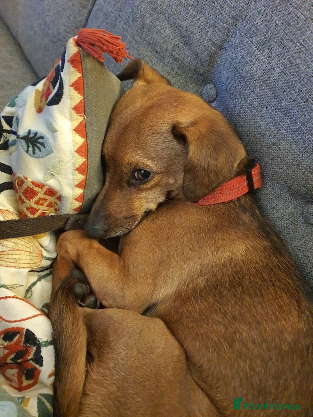 Mixed Breed dogs for adoption: Ringo – 6 years old, Male, Mixed Breed  - Advert 8