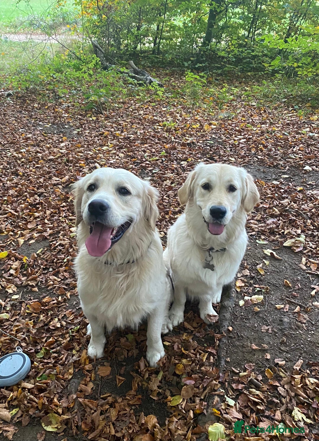 Golden Retriever dogs for sale: Expression of Interest - Golden Retriever Puppies - Image 2