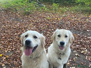 Golden Retriever dogs - Advert 5