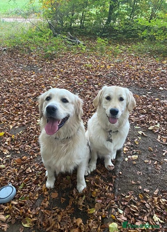 Golden Retriever dogs - Advert 9