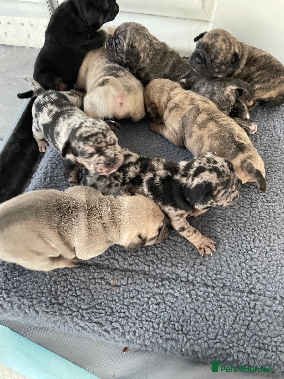 Mixed Breed dogs for sale: Frugs - Advert 2