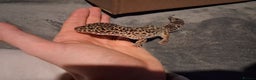 Leopard Gecko reptiles for sale: £20 Leopard geckos - Advert 1